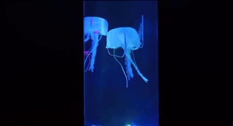 Jellyfish Lamp